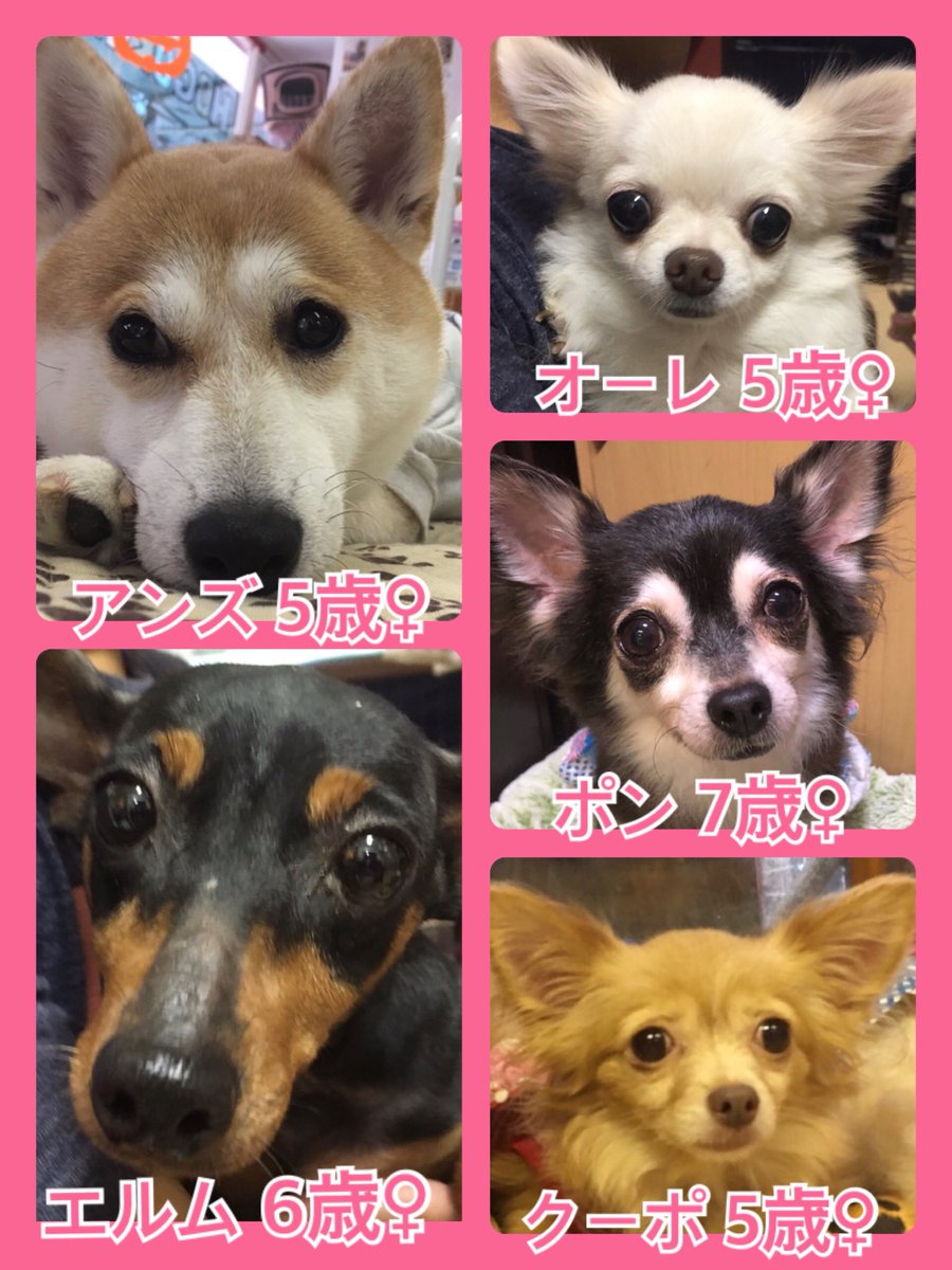 🐾今日の里親様募集中ワンコ🐶メンバーです🐾2019,9,14